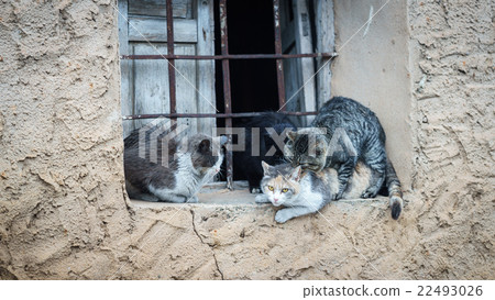 Domestic cats in the act of mating 22493026