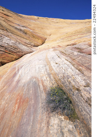 Yellow Rock 22494324