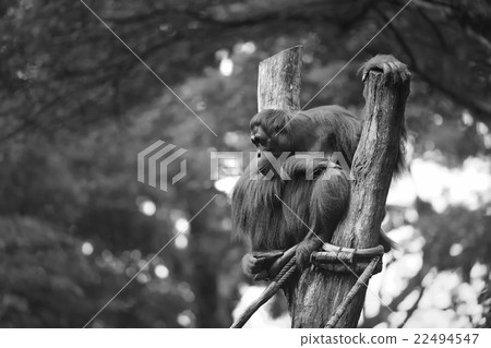 Adult orangutan sitting in jungle 22494547