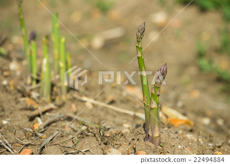 Asparagus  22494884