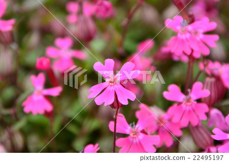 Fukuro Nadeshiko 22495197