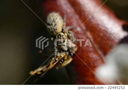 Cat preying during catching Fist cat spider 22495252