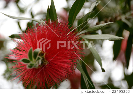 brassicaki花 22495293