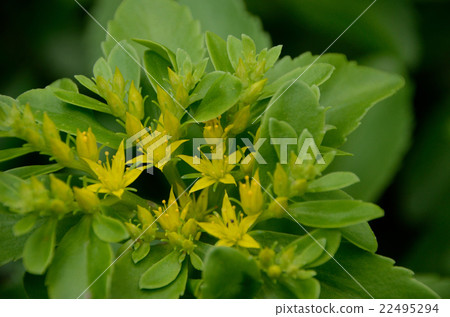 Kirinso和麒麟草花 Kirinso和麒麟草花 22495294