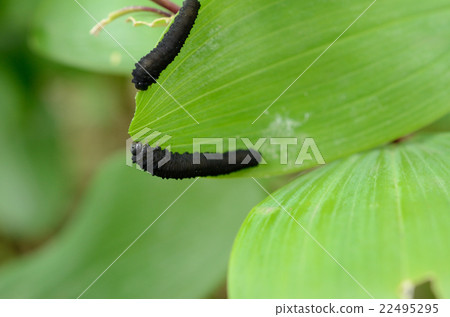 有鬍子的白色蜂，鬍子長的黑葉子甜菜幼蟲 22495295