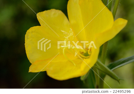 Matsuya-nigusa·深夜花花 Matsuya-nigusa·深夜花花 22495296