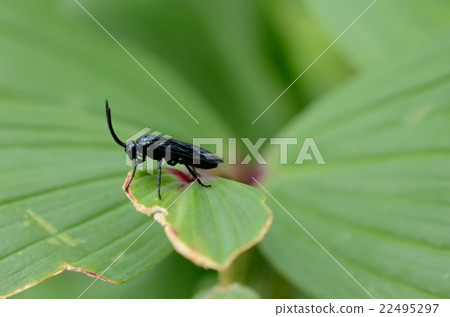 有鬍子的白色蜂,鬍子長的黑葉子蜂 有鬍子的白色蜂,鬍子長的黑葉子蜂 22495297
