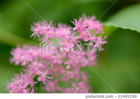 Kyoganoko·Kyogako花 Kyoganoko·Kyogako花 22495299