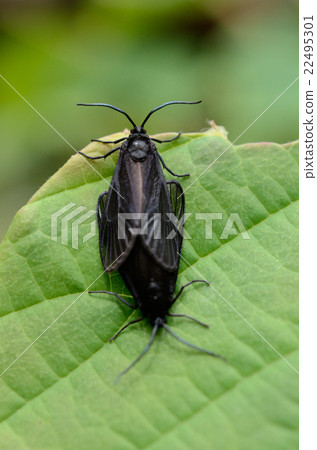 Mating Takeno Hoko Kurobaga · Bamboo Blackbabo Moth Mating Takeno Hoko Kurobaga · Bamboo Blackbabo Moth 22495301