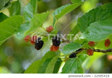 Fruit ruffled rice strawberries 22495419