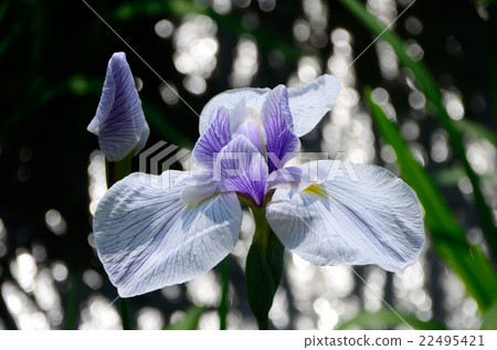 Kozasagawa,Hana shawu·iris iris Kozasagawa,Hana shawu·iris iris 22495421