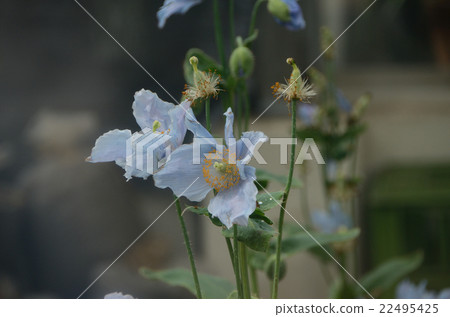 喜馬拉雅的罌粟，藍色罌粟花 22495425