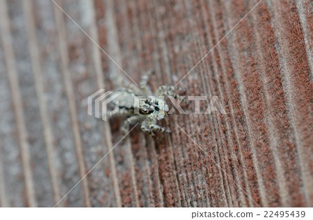 Shirahige Fly Trigmo · White beard ___ spider 22495439