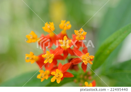 Flower of sweetpotato and rice cotton Flower of sweetpotato and rice cotton 22495440