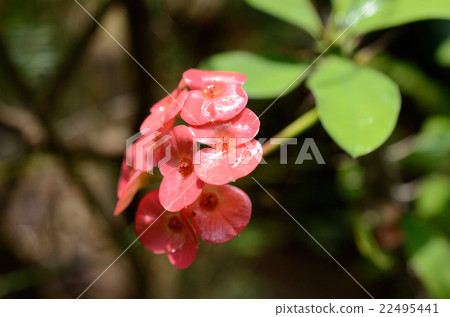 Hanaquilin · flower giraffe flower Hanaquilin · flower giraffe flower 22495441