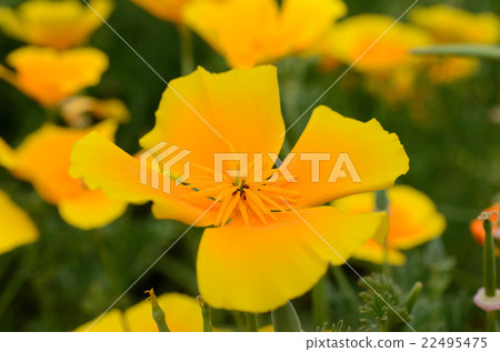 Hanabishishou·Hanabusa的草花 Hanabishishou·Hanabusa的草花 22495475