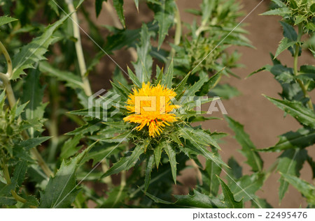 紅花·紅花 紅花·紅花 22495476