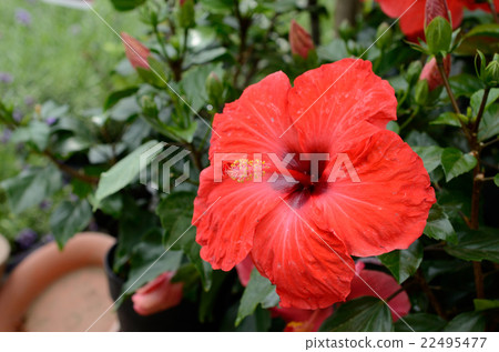 芙蓉,紅河花 芙蓉,紅河花 22495477