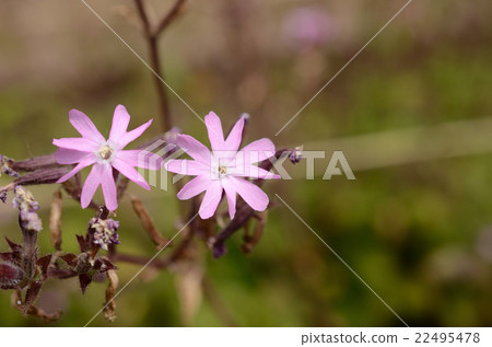 Red campion flowers 22495478