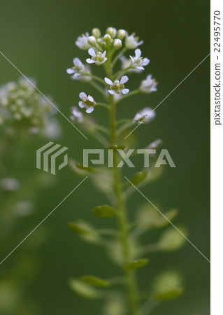 Natural plant Mame Gumba nazna, low in height and round (it seems like a military type) It is a penispegre ① 22495770