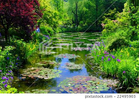 Water lily flower bloom Monet's garden 22495903
