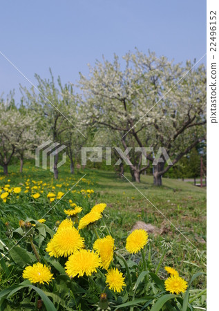 蒲公英和拇指花 蒲公英和拇指花 22496152