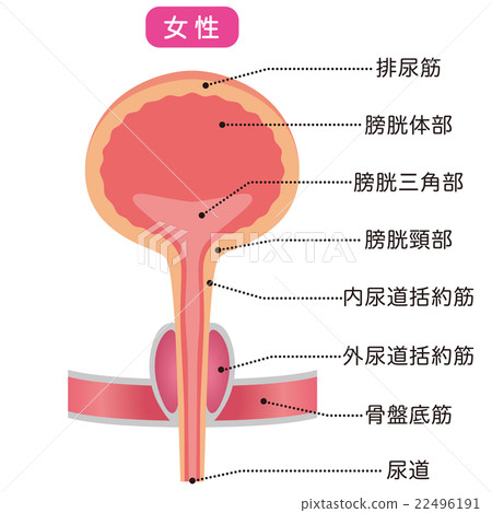 Bladder structure section view 22496191