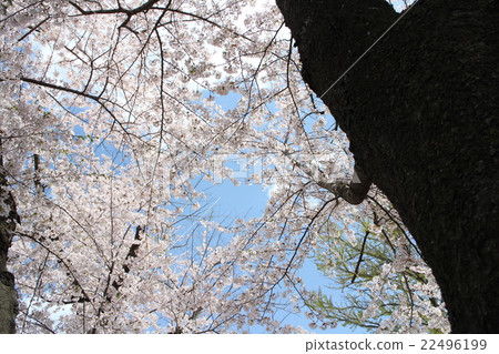 I look up at the cherry tree 22496199