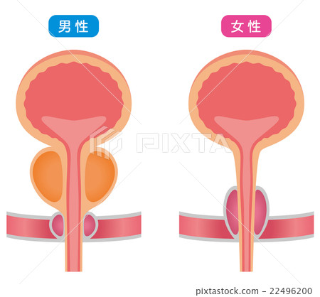 Bladder structure section view Bladder structure section view 22496200