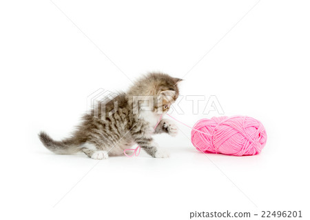 Persian tabby kitten playing a pink cotton wool 22496201