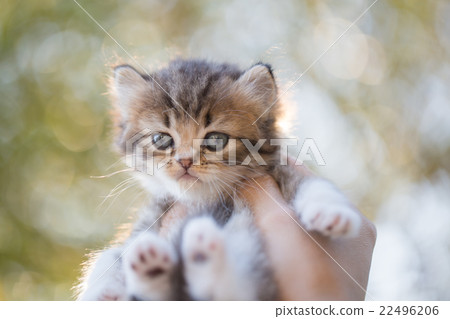 Little Asian girl holding Lovely persian kitten 22496206