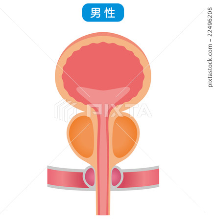 Bladder structure section view 22496208