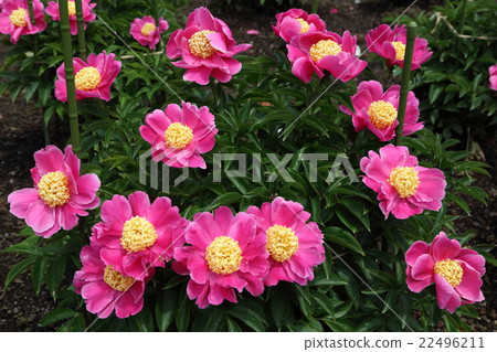 Peony Garden Peony Garden 22496211