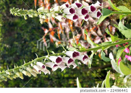 Digitalis (fox gloves) 22496441
