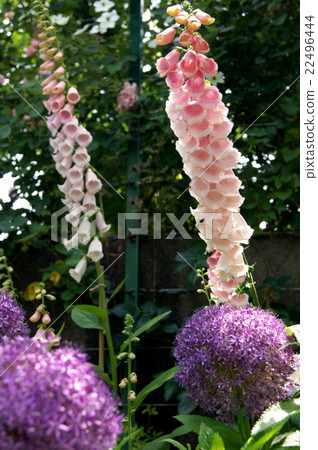 Digitalis (fox gloves) 22496444