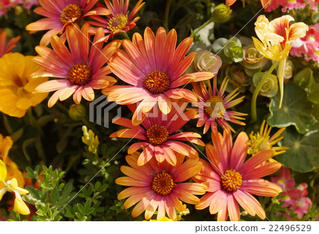 Dimorphoseca flower orange 22496529