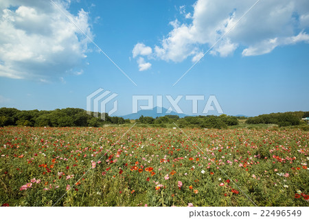 Poppy field and Mt. Tsukuba Poppy field and Mt. Tsukuba 22496549