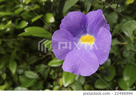 Tsunbergia Erecta 22498994