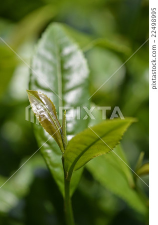 tea leaf  22498995