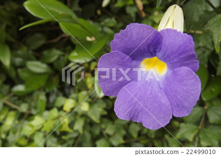 Tsunbergia Erecta 22499010