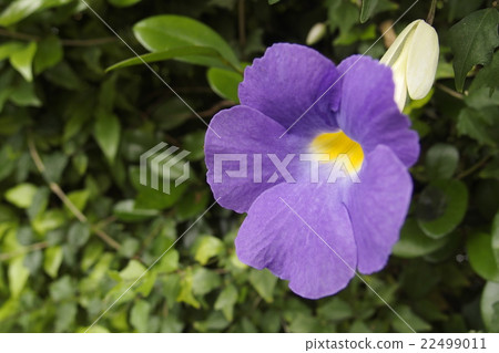 Tsunbergia Erecta Tsunbergia Erecta 22499011