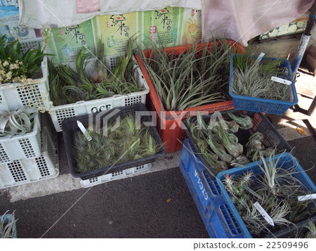 Bangkok's Chat Chuck Market (Tirandia · Airplants) Bangkok's Chat Chuck Market (Tirandia · Airplants) 22509496