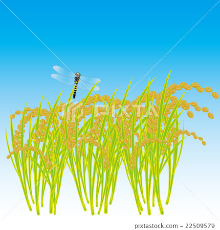 Fall of Harvest 22509579