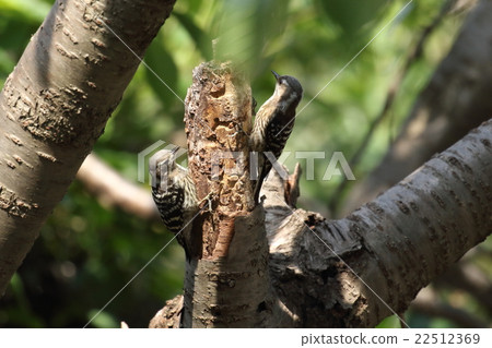Creatures Birds Kogera, friends of friends in the park's cherry tree 22512369