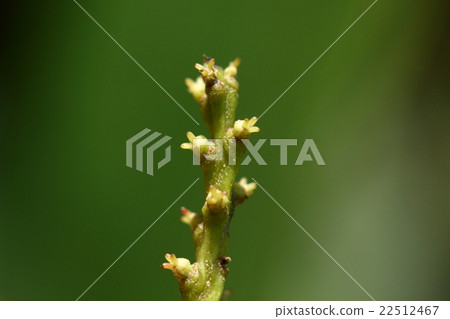 Natural plant Sadajii, fresh female flowers blooming (?). The stigma is shiny and shiny 22512467