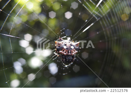 Chibusatoge gimmo 22512576