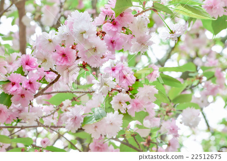 Narano yaezakura Narano yaezakura 22512675