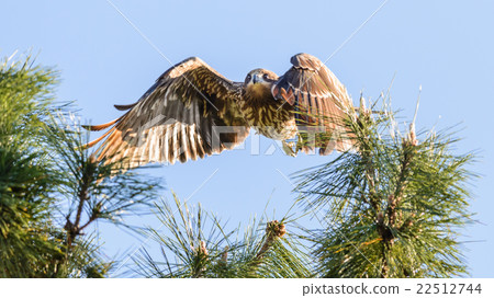 Japanese Black Kite Bird Japanese Black Kite Bird 22512744