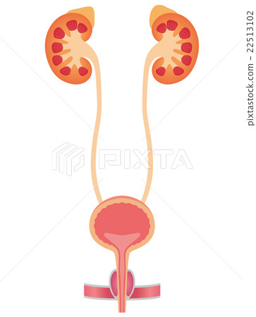 Urinary kidney bladder - Stock Illustration [22513102] - PIXTA
