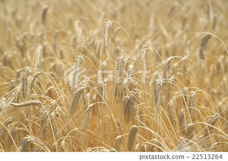 Two row barley of Kyoto Two row barley of Kyoto 22513264